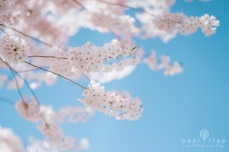 CherryBlossom-2